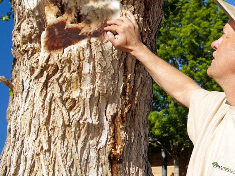 st louis hazardous tree inspection